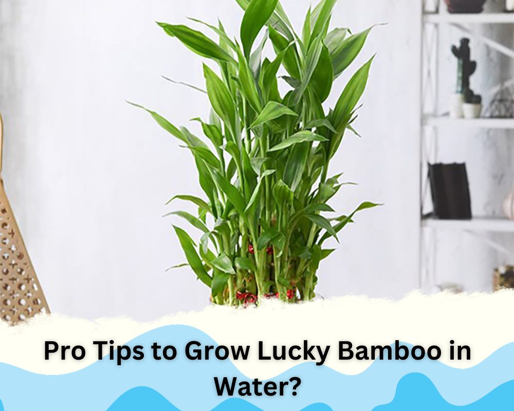 Pro Tips to Grow Lucky Bamboo in Water?