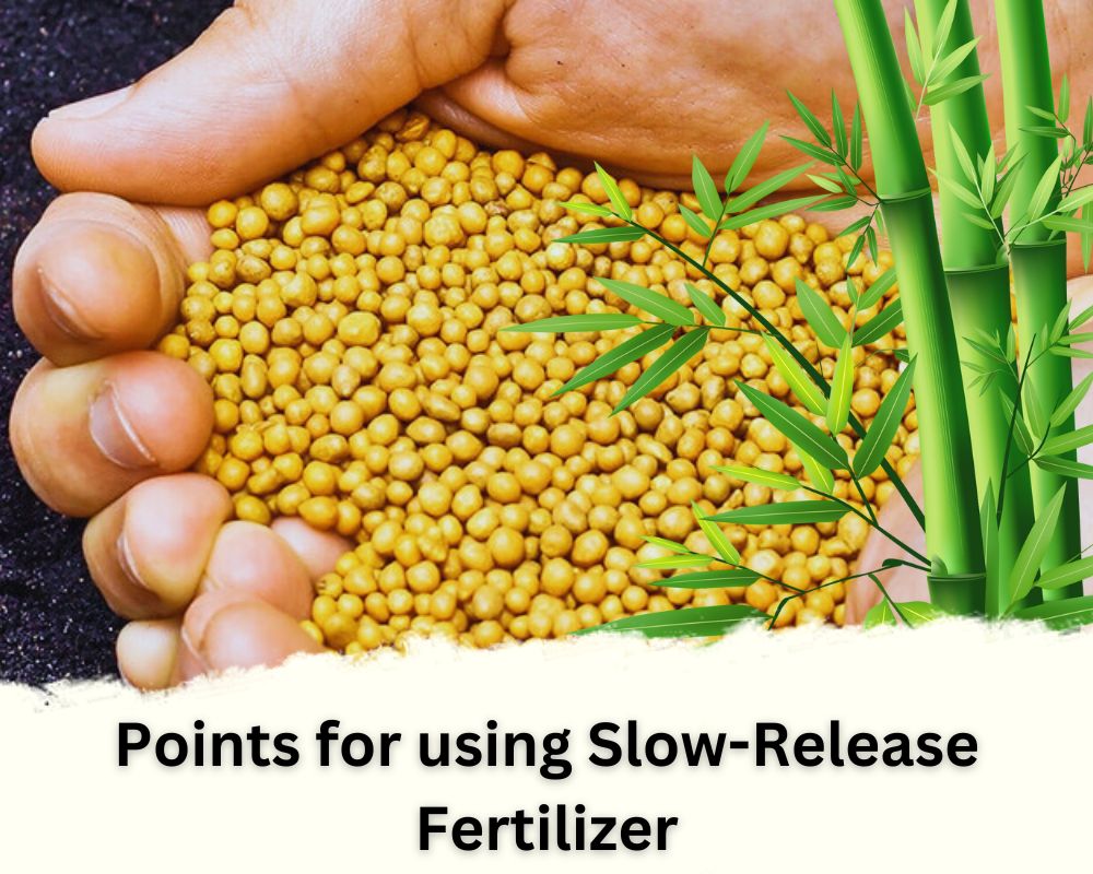 using Slow-Release Fertilizer for bamboo in pots