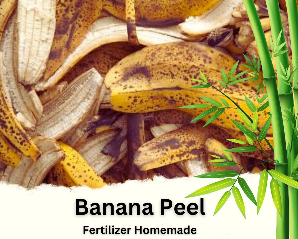 Banana Peel is a Rich Potassium Lucky Bamboo Fertilizer Homemade