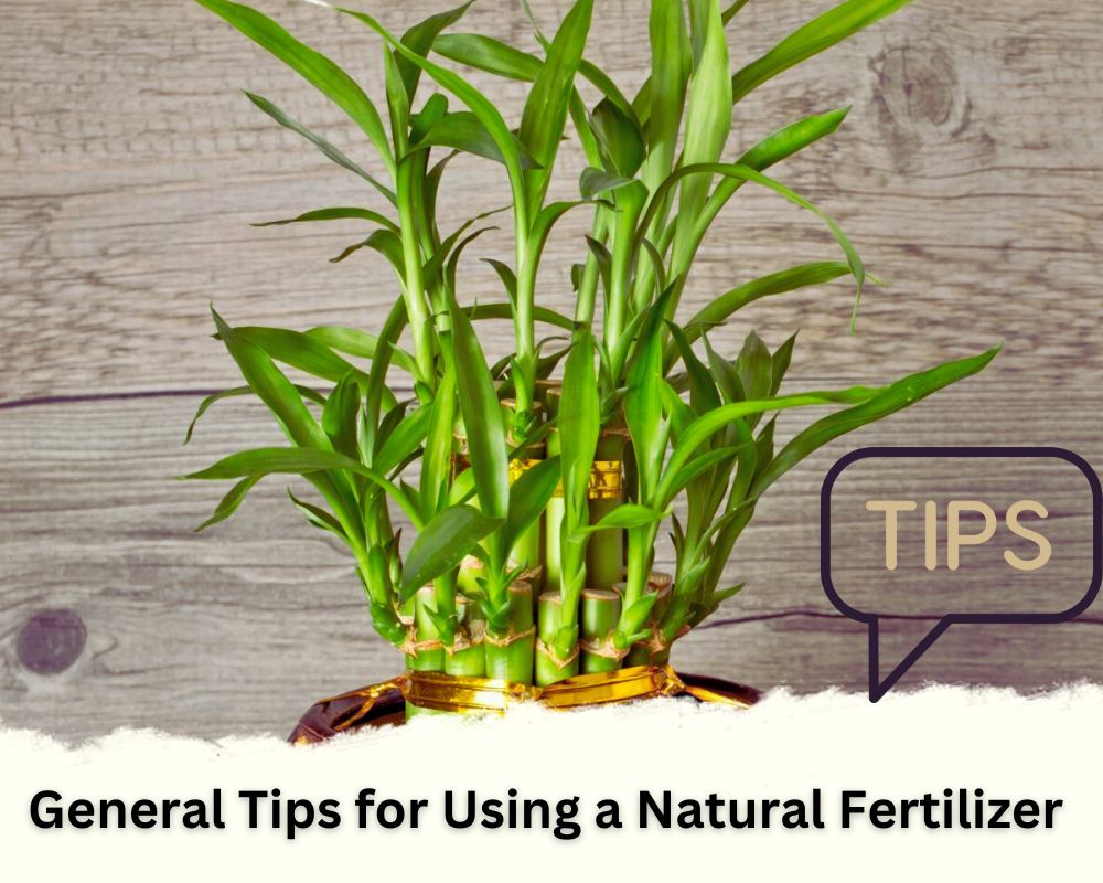 General Tips for Using a Natural Fertilizer