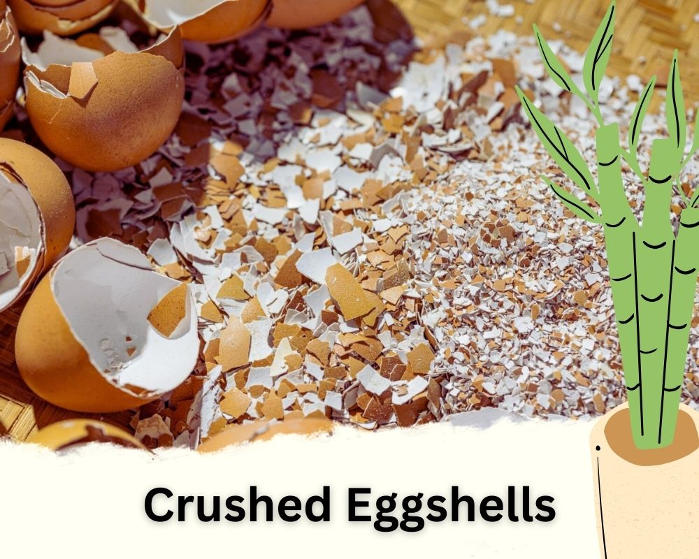 Crushed Eggshells: Calcium-source Homemade Fertilizer for Bamboo Plant in Water