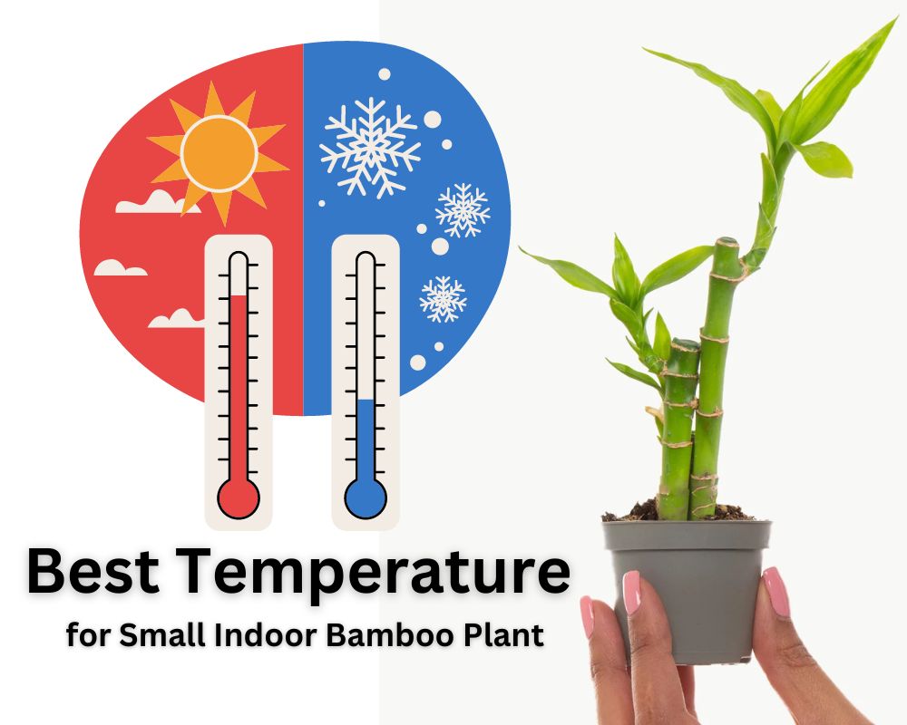 Best Temperature to Care for Small Indoor Bamboo Plant