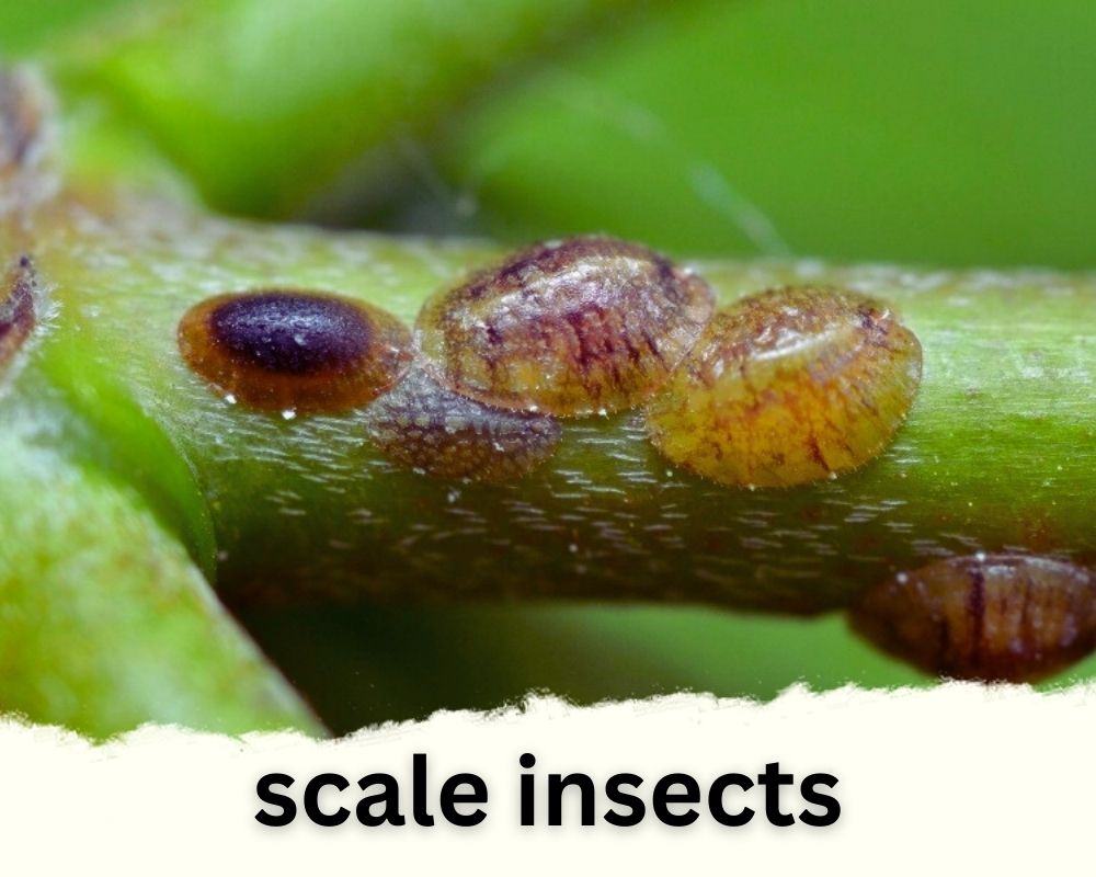 Lucky Bamboo pests: Scale Insects
