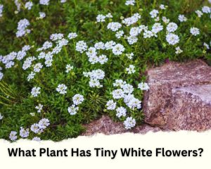 Plant with Tiny White Flowers