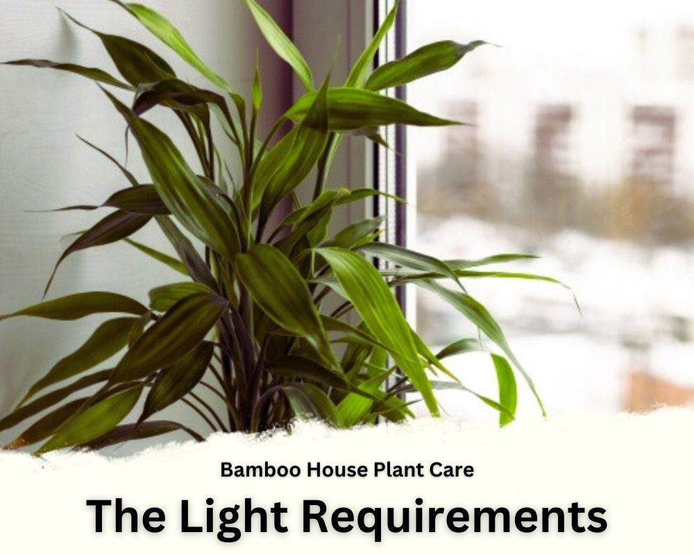 Bamboo House Plant Care: The Light Requirements