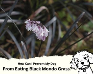 Preventing Dogs from Eating Black Mondo Grass