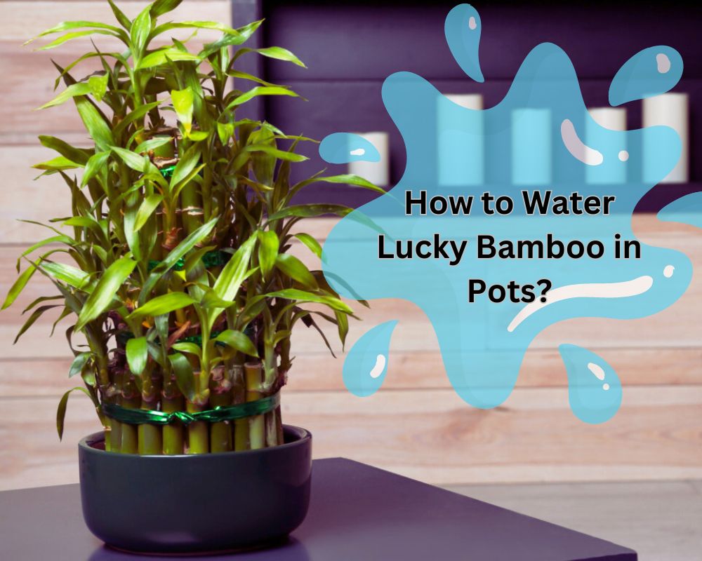 pro tips about watering lucky bamboo in pots
