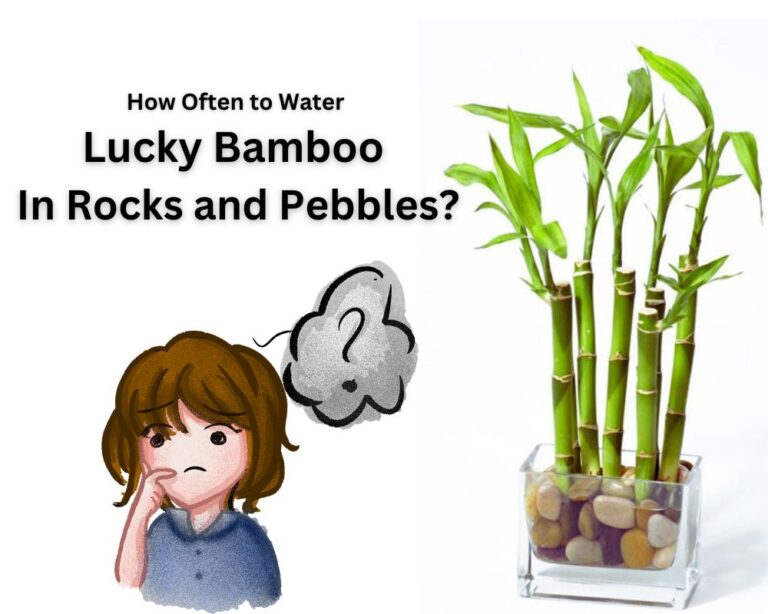 How to Water Lucky Bamboo in Rocks and Pebbles? Healthy Grow Without Root Rot InHousePlant