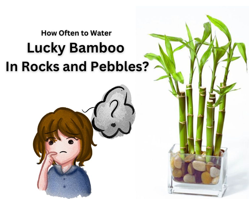 How often to water Lucky bamboo in rocks and pebbles?