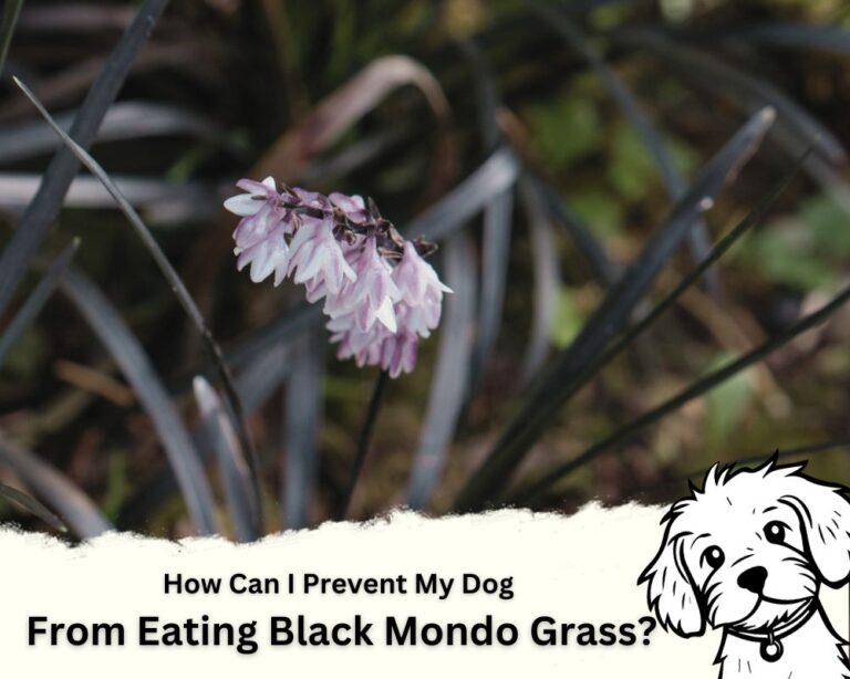 Is Black Mondo Grass Poisonous to Dogs? The Best Answer - InHousePlant ... - Buffalo Grass Poisonous To Dogs