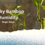 Lucky Bamboo Humidity