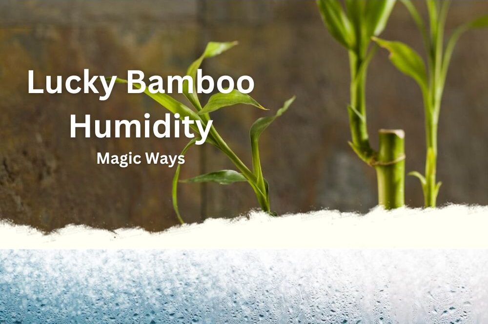 Lucky Bamboo Humidity 5 Magic Ways + Pro Tips to Do InHousePlant