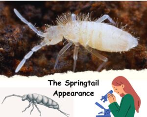 Springtails Appearance: tiny jumping bugs in house plant soil 