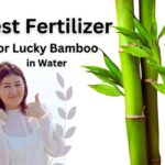 Best Fertilizer for Lucky Bamboo in Water