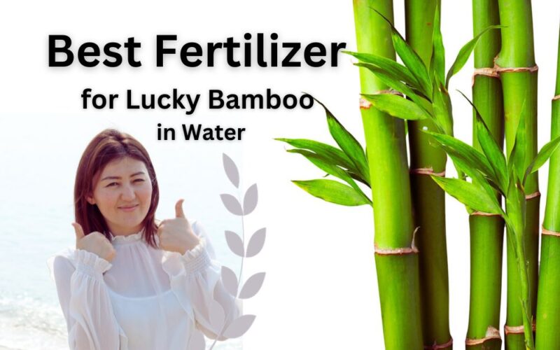 Best Tested Fertilizer for Lucky Bamboo in Water