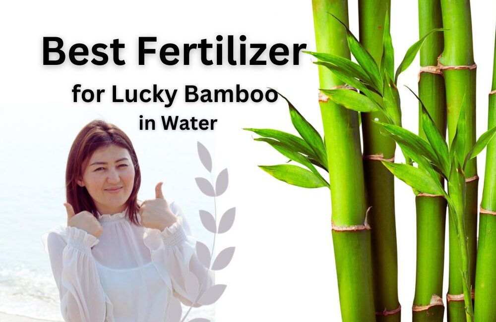 Best Tested Fertilizer for Lucky Bamboo in Water InHousePlant Your