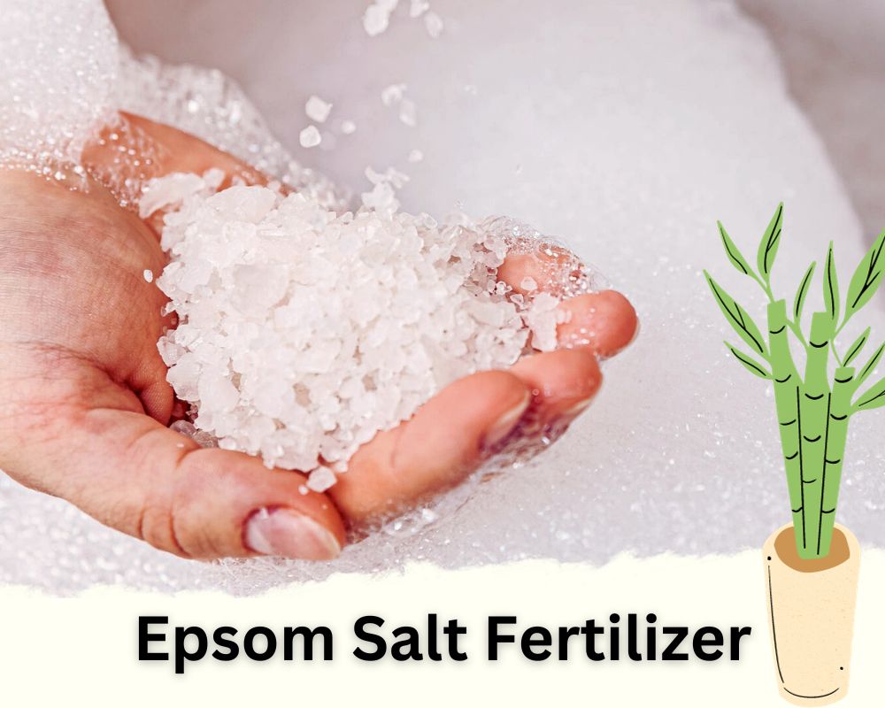 Epsom Salt: Rich Magnesium Natural Fertilizer for Lucky Bamboo