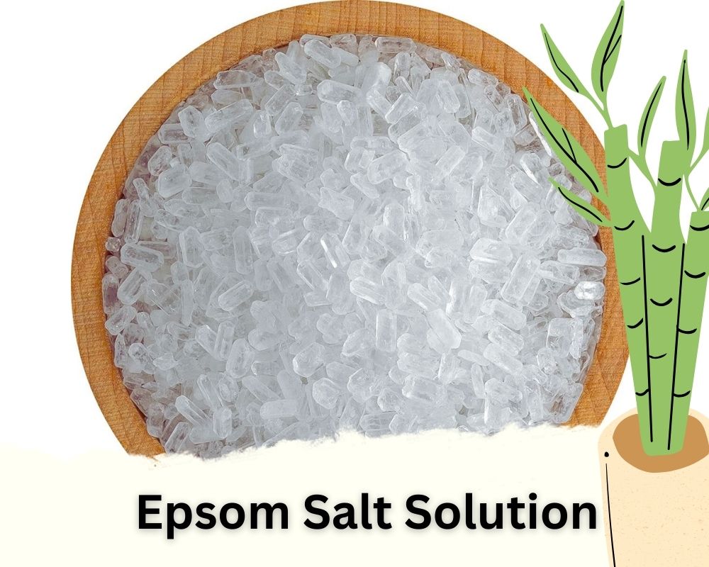 Epsom Salt Solution: Magnesium-source homemade fertilizer for bamboo plant