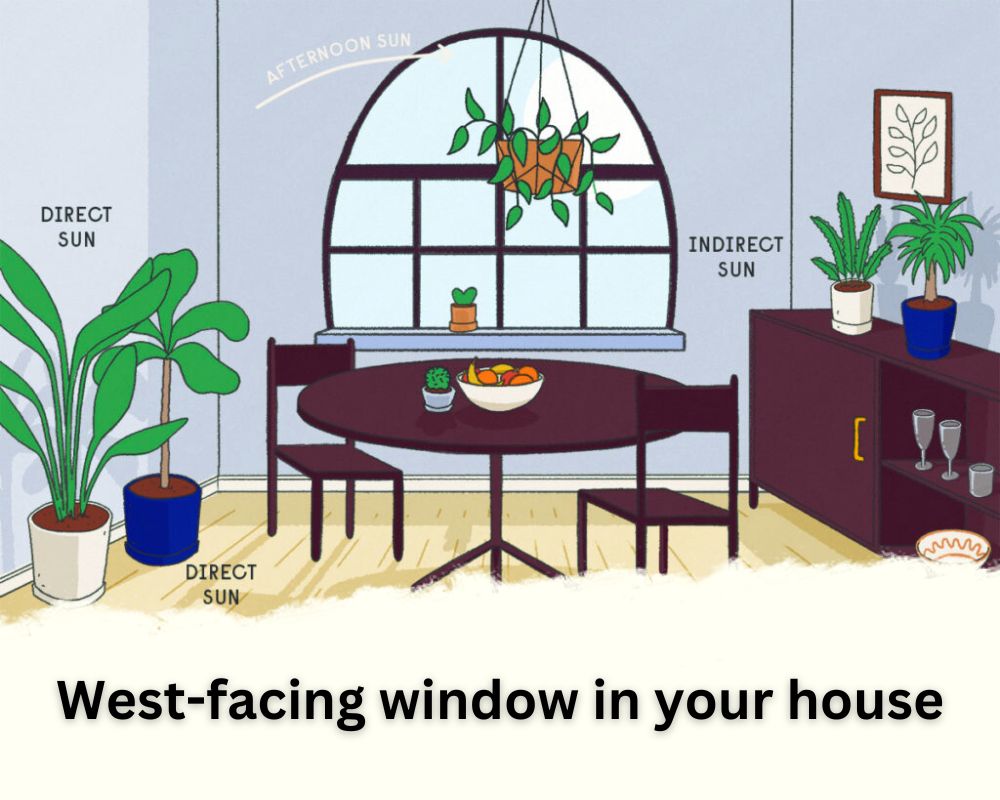 small indoor bamboo plant near the west-facing window in your house