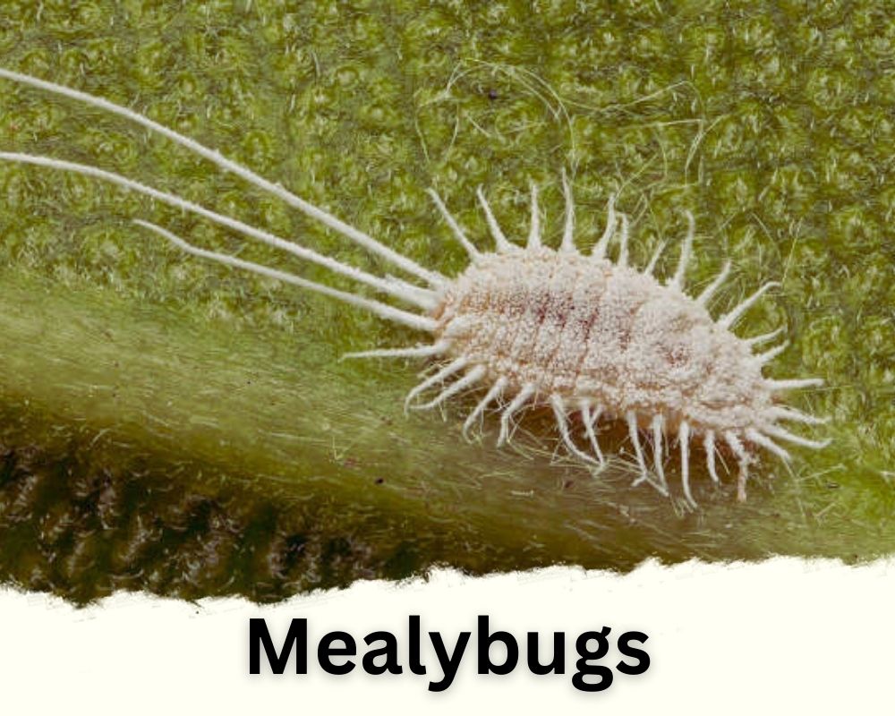 Lucky Bamboo pests: Mealybugs