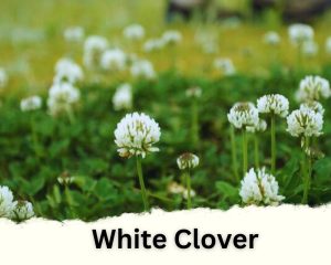 White Clover with tiny white flowers