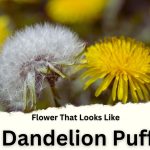 Flower That Looks Like Dandelion Puff
