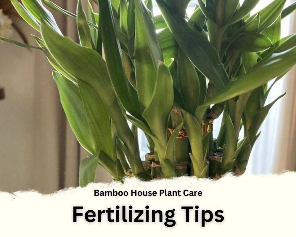 Bamboo House Plant Care: Fertilizing Tips