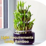 Lucky Bamboo Light Requirements