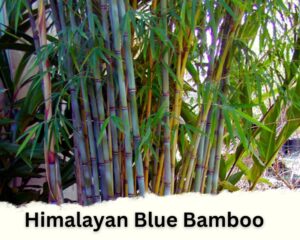 Himalayan Blue Bamboo is one of the indoor bamboo types