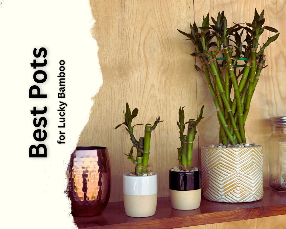 Best Pots for Lucky Bamboo: consider the size