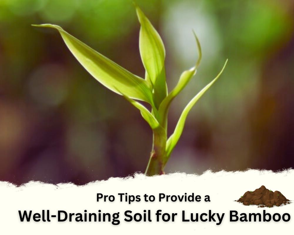 Pro Tips to Provide a Well-Draining Soil for Lucky Bamboo