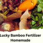 Best Lucky Bamboo Fertilizer Homemade