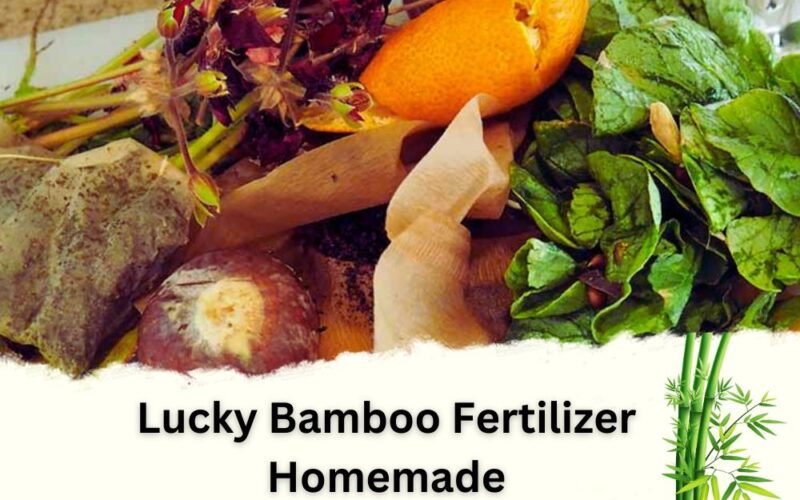 Best Lucky Bamboo Fertilizer Homemade