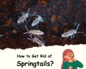 How to get rid of Tiny White Jumping Bugs in Houseplant Soil (Springtail)?