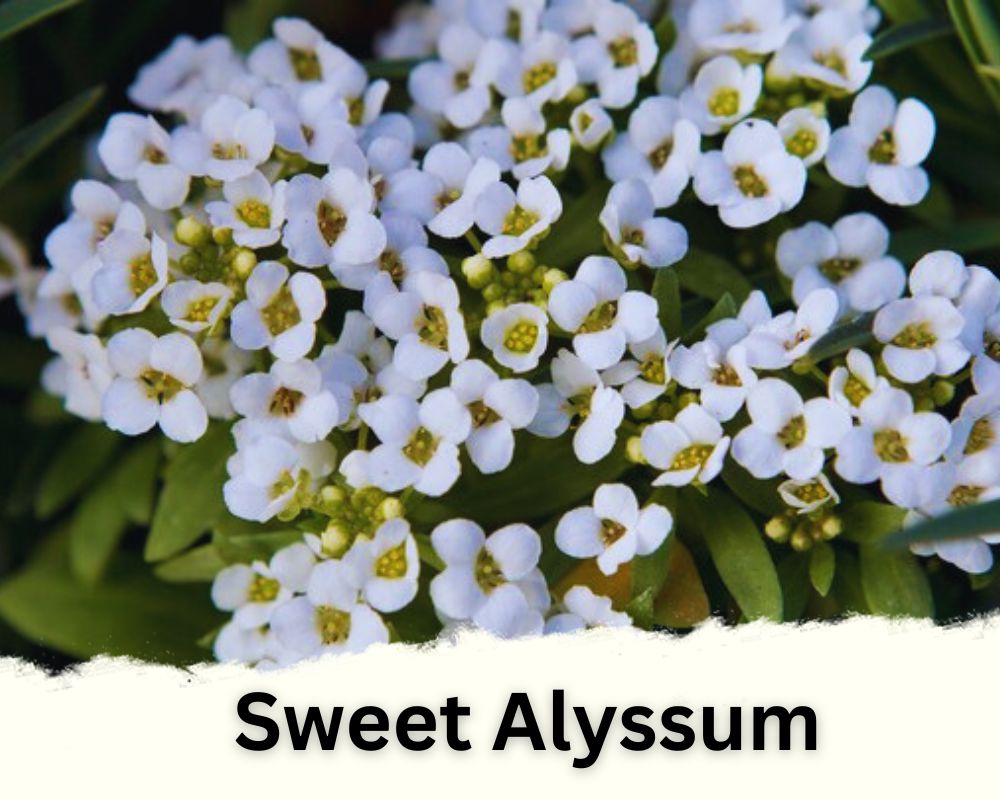 Sweet Alyssum with tiny white flowers

