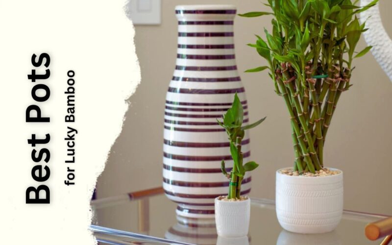 Best Pots for Lucky Bamboo: Pro Tips to Choose a Planter