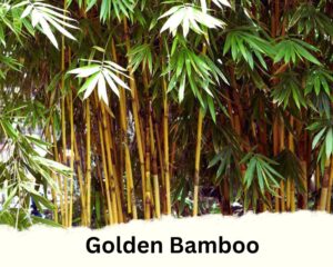 Golden Bamboo is a type of bamboo house plants 