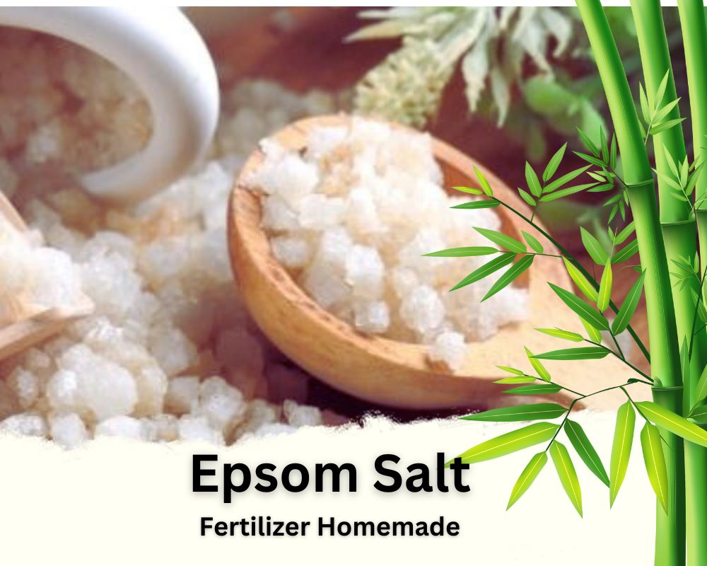 Epsom Salt is a Magnesium-Rich Lucky Bamboo Fertilizer Homemade