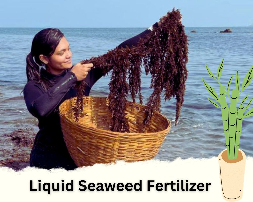 Liquid Seaweed Fertilizer: A Comprehensive Natural Fertilizer for Lucky Bamboo