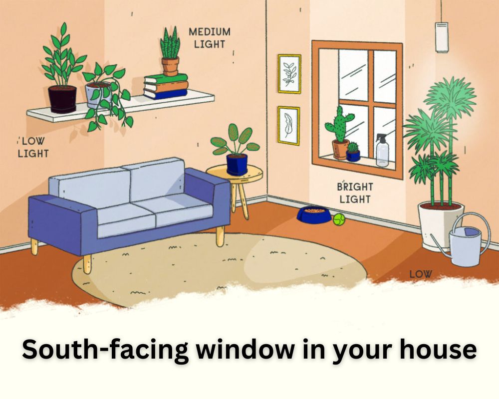 South-facing window and small indoor bamboo location in your house