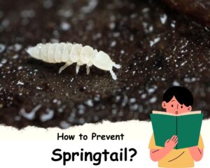 How to Prevent Tiny White Jumping Bugs in Houseplant Soil (Springtail)?