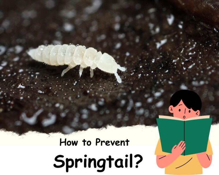 Tiny White Jumping Bugs in Houseplant Soil Springtails InHousePlant Your Ultimate Guide to