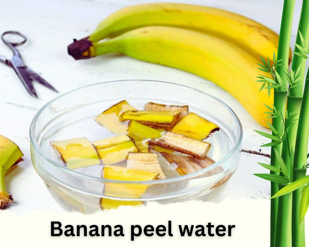 Banana peel water homemade liquid fertilizer for lucky bamboo
