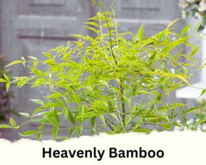 Heavenly Bamboo is a type of indoor bamboo plants 