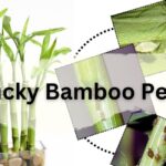Identify Lucky Bamboo Pests by Images