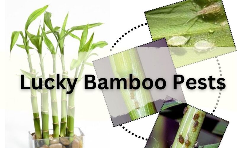 Identify Lucky Bamboo Pests by Images