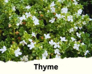 Thyme with tiny white flowers