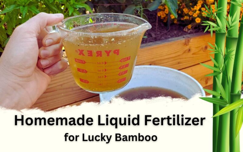 Homemade Liquid Fertilizer for Lucky Bamboo