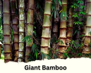 Giant Bamboo is a type of indoor bamboo
