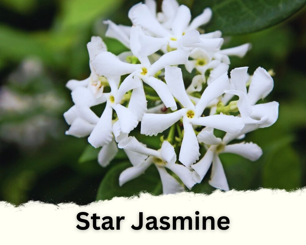 tiny white flowers of Star Jasmine

